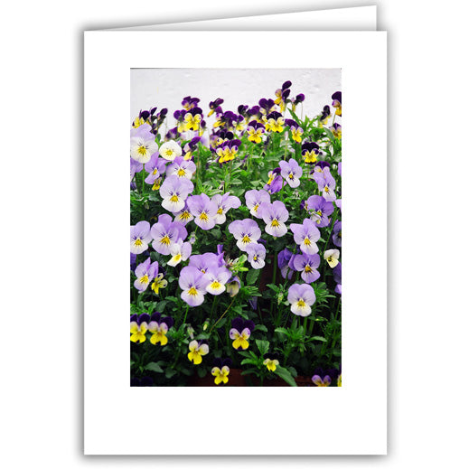 Helen Eddy photo card - Lavender Violas - Item 50D-1188-8A