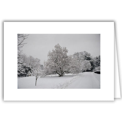 Helen Eddy photo card - CHBA Trees - Winter - Item 50D-1278-14