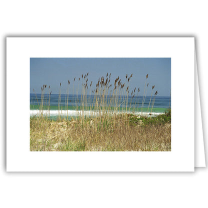 Helen Eddy photo card - Grasses and Blue Sky - Item 50D-1296-26A