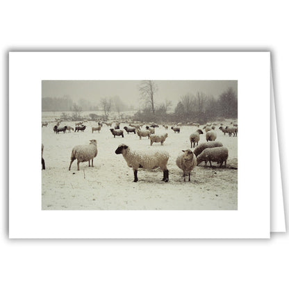 Helen Eddy photo card - Snowy Sheepscape - Winter - Item 50D-187