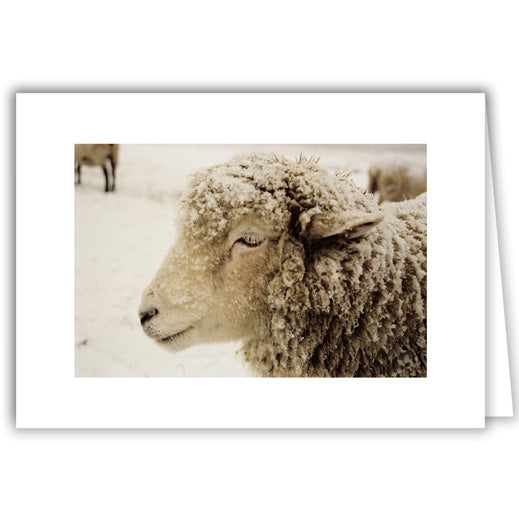 Helen Eddy photo card - Snowy Sheep's Head - Winter - Item 50D-193