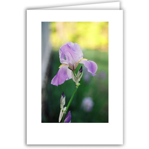 Helen Eddy photo card - Purple Iris - Item 50D-891-8