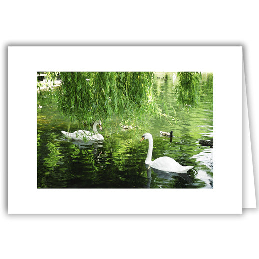 Helen Eddy photo card - Swans with Weeping Willow - Item 50D-951-10