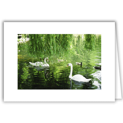Helen Eddy photo card - Swans with Weeping Willow - Item 50D-951-10