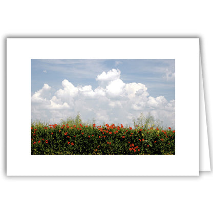Helen Eddy photo card - Poppies and Clouds - Item 69D-78