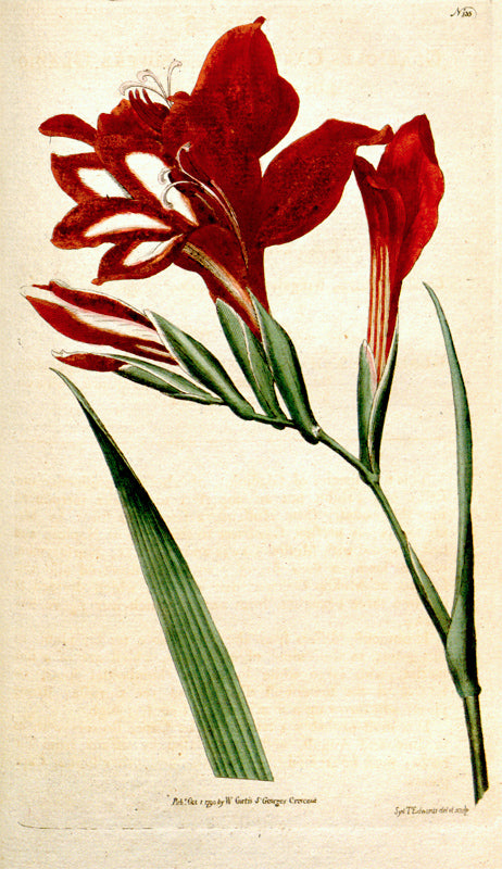 Botanical Plate 135, 1791