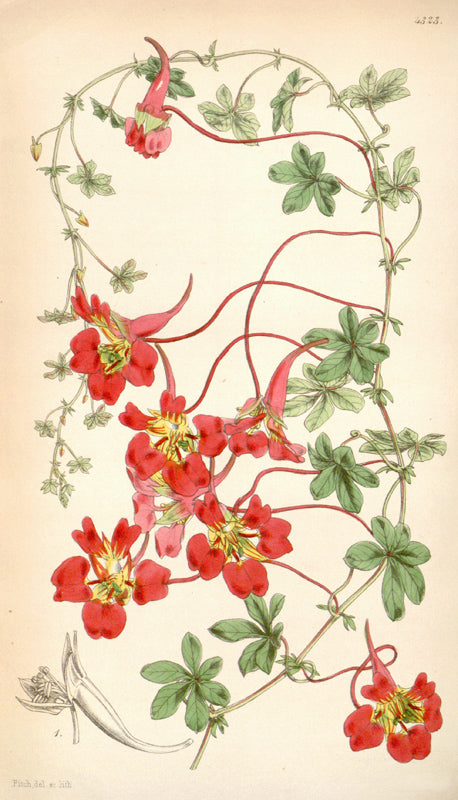 Botanical Plate 4323, 1847