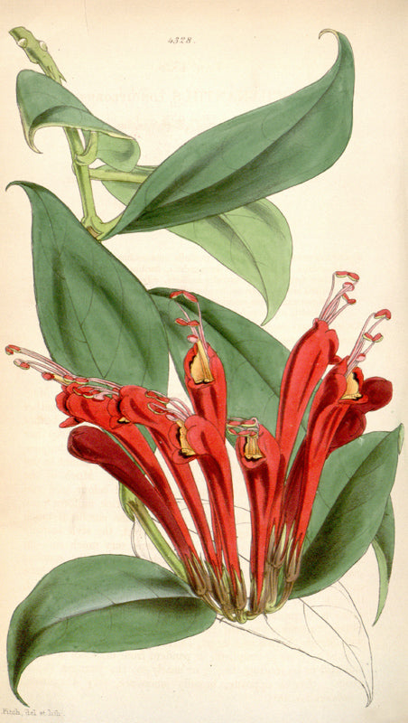 Botanical Plate 4328, 1847