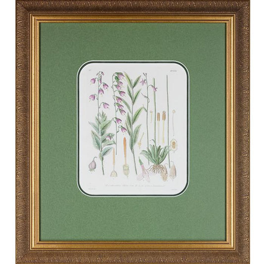 "Botanical Adenophoria, Lilies" page 257