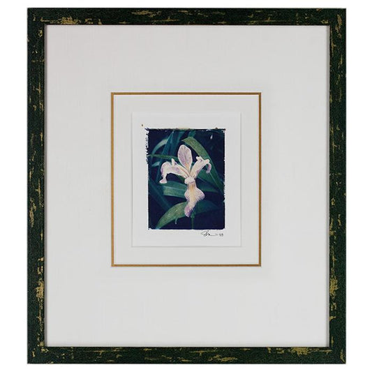 "Botanical of an Iris"