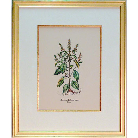 "Botanical Bafilicum Indicum Macu, Latum"