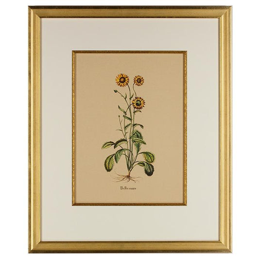 "Botanical Bellis Major"