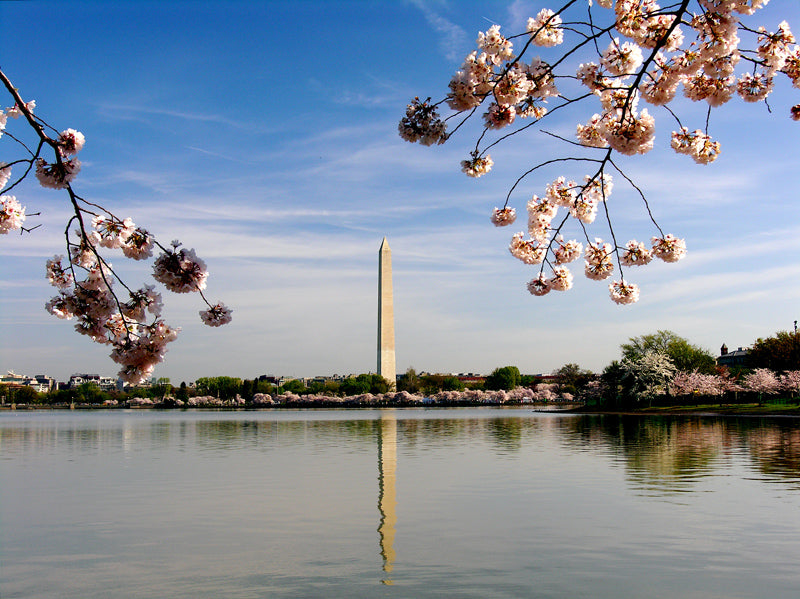 Helen Eddy photo - DC 12 by Helen Eddy - Item DC-12