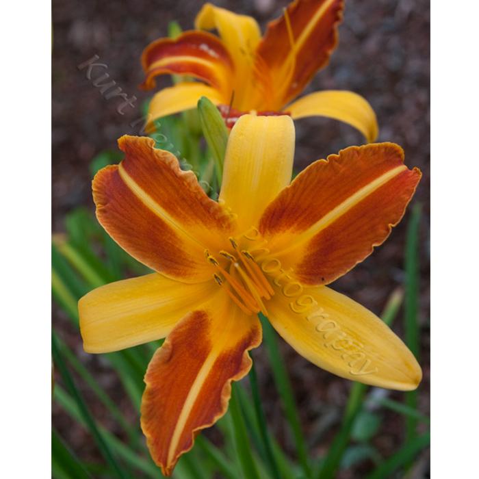 Orange lily 4 by Kurt Neumann – Frame It Waban Gallery