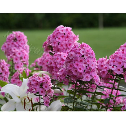 Pink Phlox 1 by Kurt Neumann