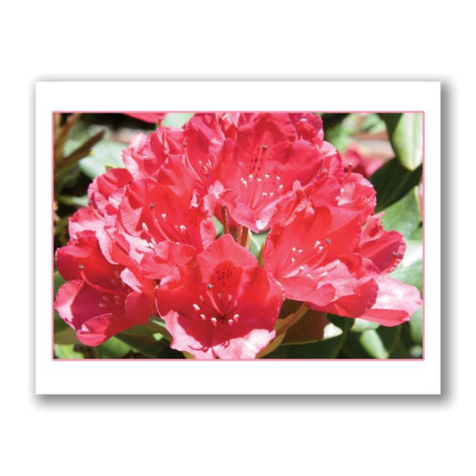 Red rhododendron flowers card by Kurt Neumann