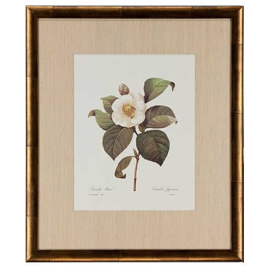 "Camelia Blanc" by P.J. Redoute