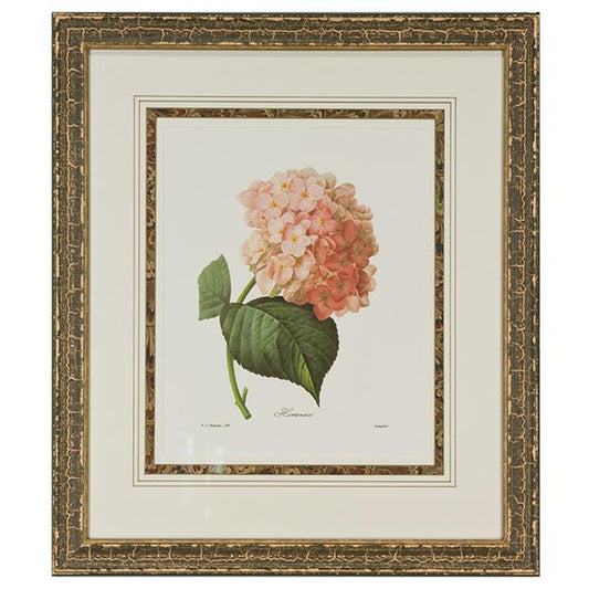 "Botanical Hortensia" by P.J. Redoute