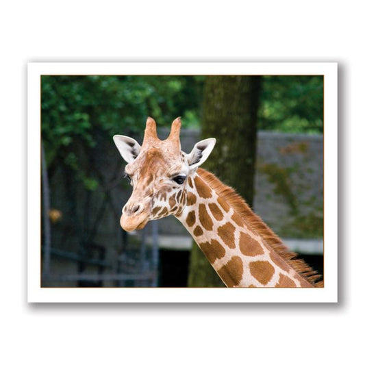 Giraffe card by Kurt Neumann
