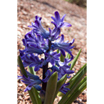 Blue hyacinth 2