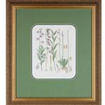 framed artwork Botanical Adenophoria, Lilies Page 257