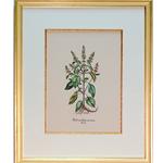 framed artwork Botanical Bafilicum Indicum Macu, Latum