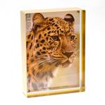 Canetti Prestige 4x6 gold / silver magnet frame - LC605GD