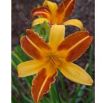 Photography of orange lily by Kurt Neumann | Frame It Waban Gallery