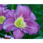 Flower photograph purple lily by Kurt Neumann | Frame It Waban Gallery