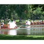 Boston public gardens swan boats photograph by Kurt Neumann | Frame It Waban Gallery