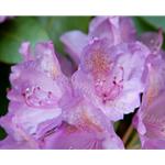 Photography of violets by Kurt Neumann | Frame It Waban Gallery