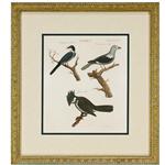 framed artwork Lanius Birds (1798)