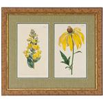 2 framed Botanical Book Pages