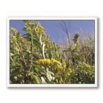 Photo Greeting Card Of Beach Dune Flowers by Kurt Neumann