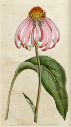 Botanical Plate 21787
