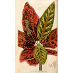 Botanical Plate 30511831
