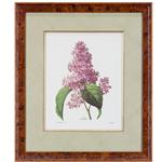 framed artwork Botanical by P.J. Redoute