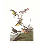 Plate 400 Ankansaw Siskin