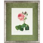 framed artwork "Rosa Centifolia Bullata" by P.J. Redoute