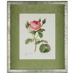 framed artwork "Rosa Muscosa" by P.J. Redoute