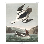 plate 347 smen or white nun