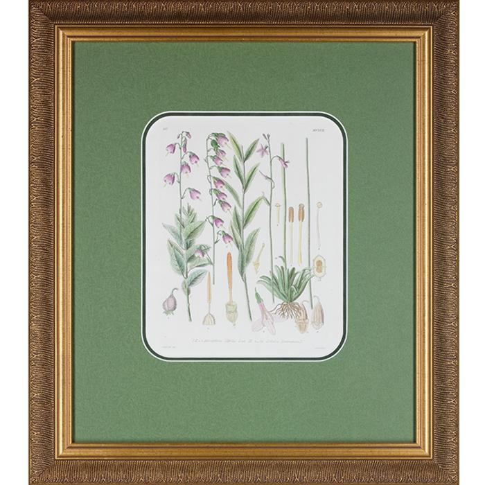 framed artwork Botanical Adenophoria, Lilies Page 257