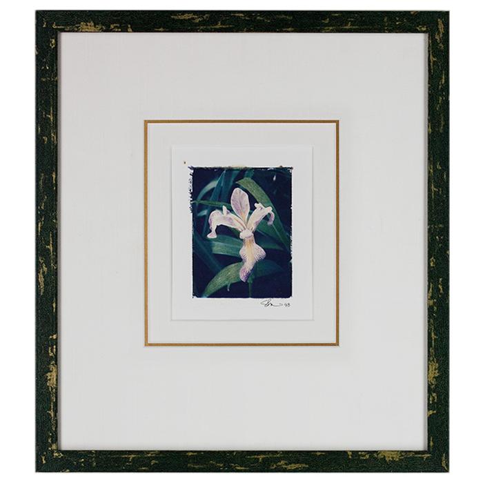 framed artwork Botanical of an Iris