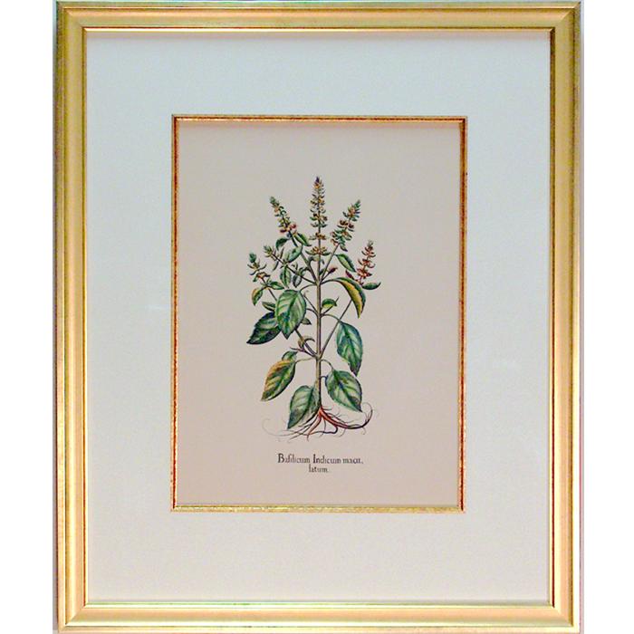 framed artwork Botanical Bafilicum Indicum Macu, Latum