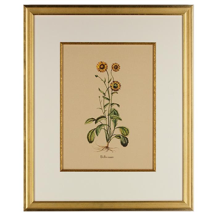 framed artwork Botanical Bellis Major