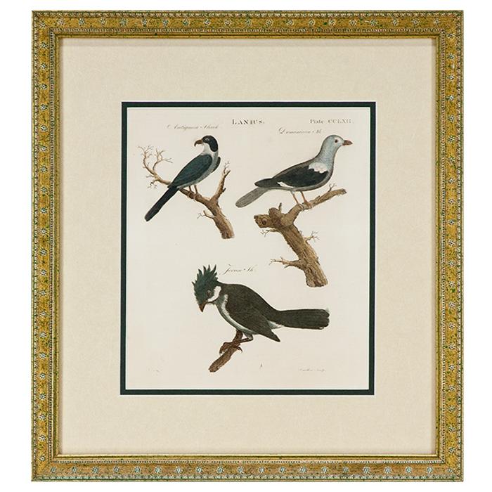 framed artwork Lanius Birds (1798)