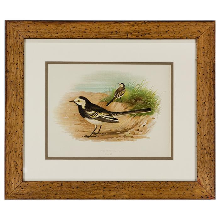 framed artwork of a Pied Wigtail bird (Plate 47)