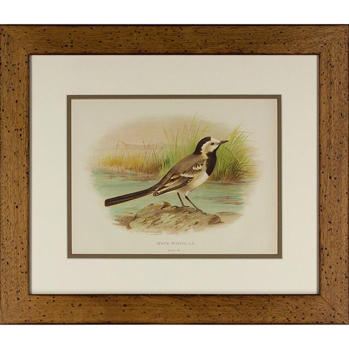 framed artwork White Wigtail bird