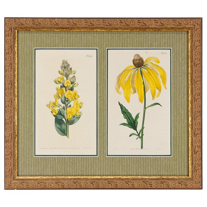 2 framed Botanical Book Pages
