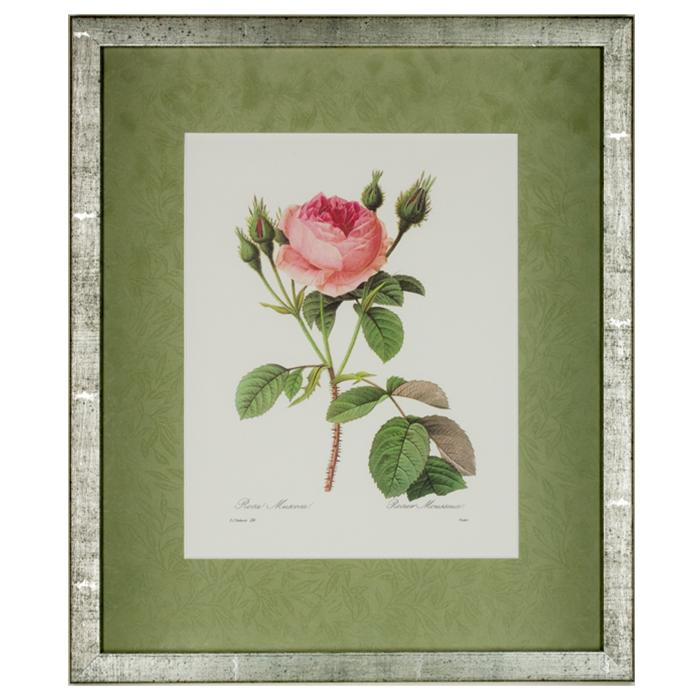 framed artwork "Rosa Muscosa" by P.J. Redoute